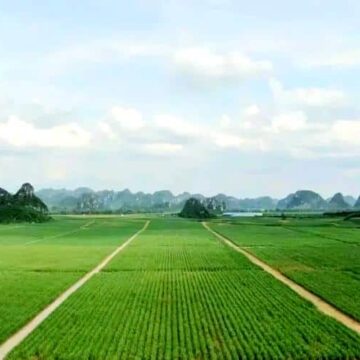 0200999 Sugar Planting Area กว่างซีเปิดยุคใหม่ของอุตสาหกรรมน้ำตาล พลิกโฉมสู่ความยั่งยืนด้วยเทคโนโลยี