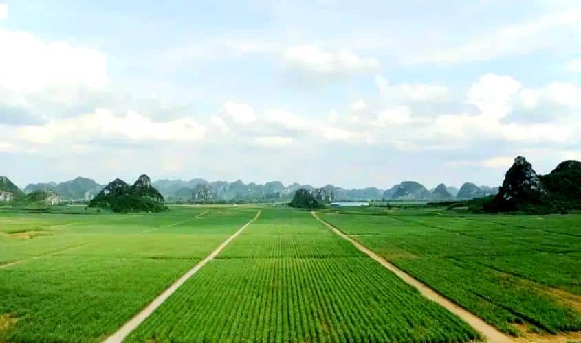 0200999 Sugar Planting Area กว่างซีเปิดยุคใหม่ของอุตสาหกรรมน้ำตาล พลิกโฉมสู่ความยั่งยืนด้วยเทคโนโลยี