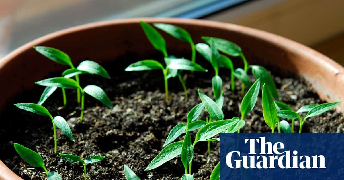 เพาะเมล็ดพริก