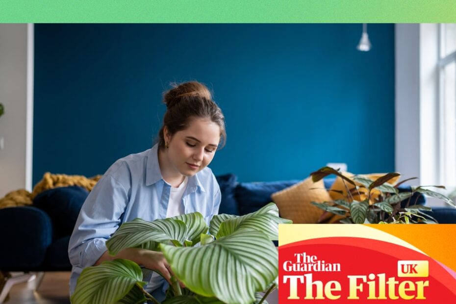 ร้านต้นไม้ออนไลน์