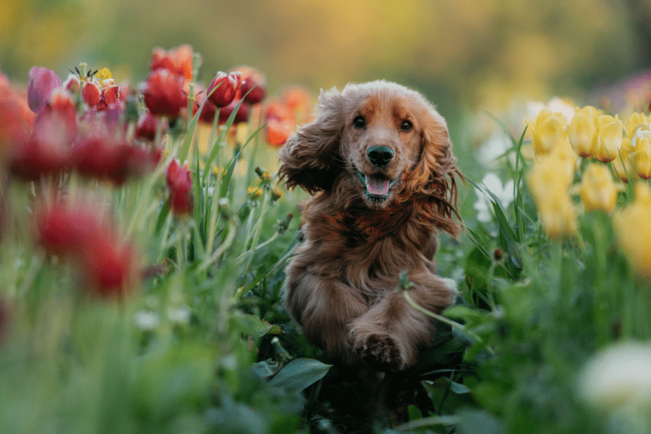 ต้นไม้ปลอดภัยสำหรับสัตว์เลี้ยง