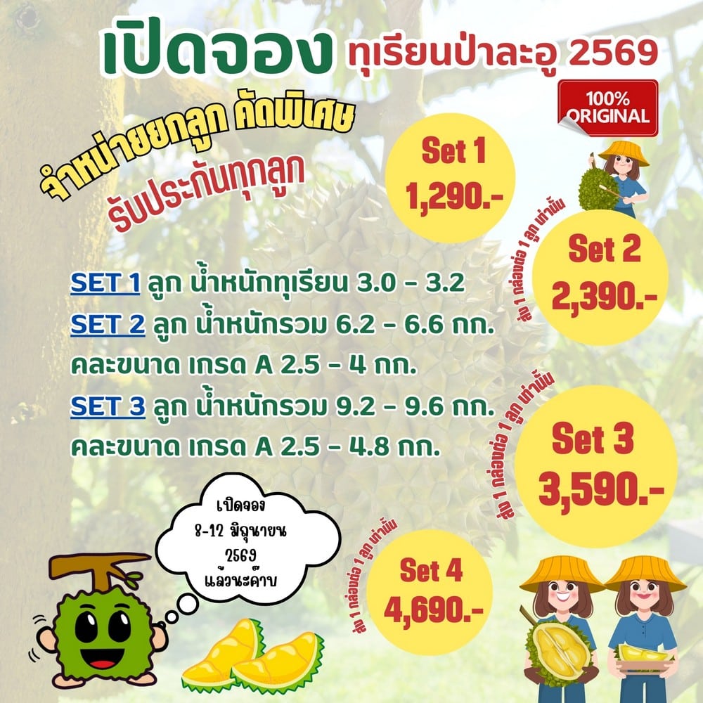 durian 11000001 105456 M.I.W. Food เปิดจอง “ทุเรียนหมอนทองป่าละอู” ปี 2569 เกรดพรีเมียม ส่งตรงจากสวนถึงหน้าบ้านคุณ