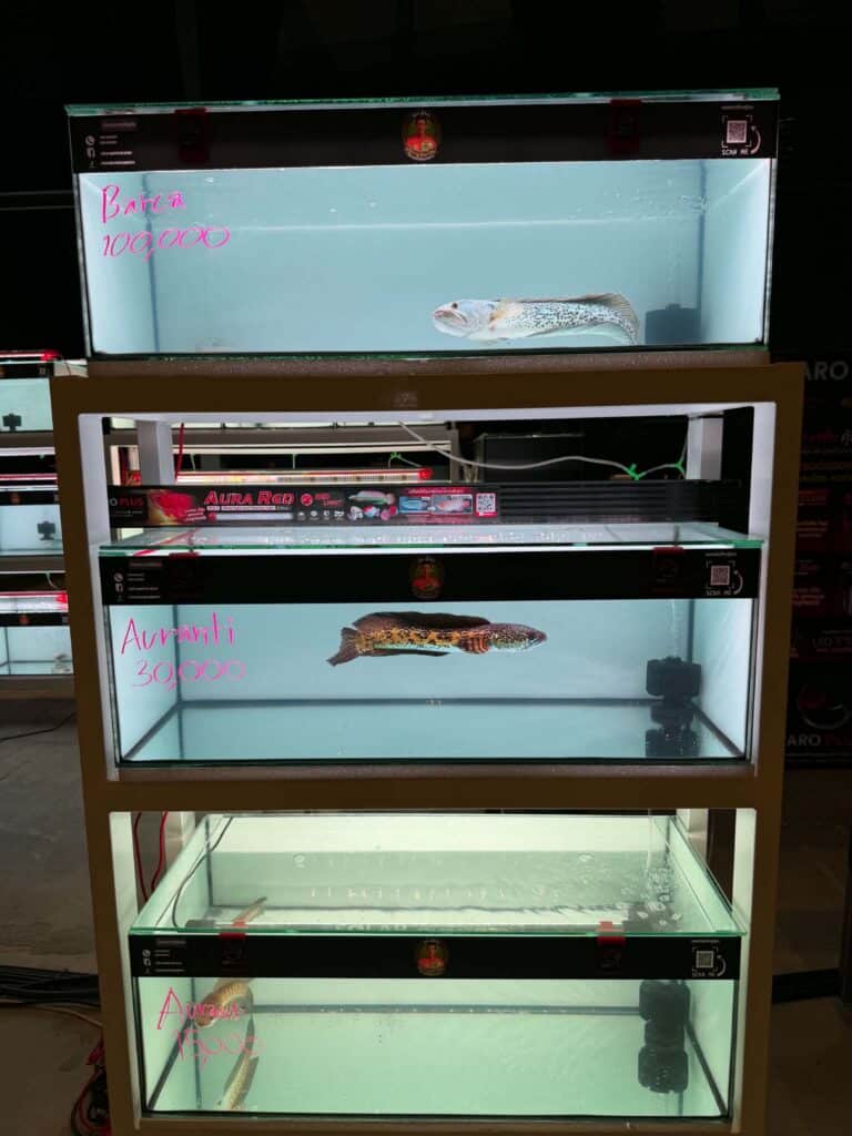 Channa APEX 1 จับตา “พี่เป็ก Channa APEX” ผนึกกำลัง “เสี่ยฟลุ๊ค Fluke Fluke Farm” ลุ้นโปรเจกต์ใหม่เขย่าวงการปลาช่อนสวยงาม